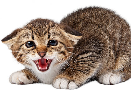 Gato asustado